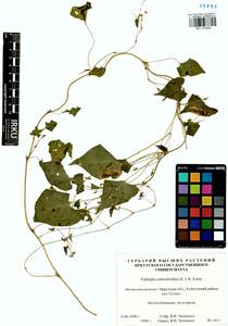 Fallopia convolvulus (L.) Á. Löve, Siberia, Baikal & Transbaikal region (S4) (Russia)