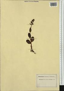 Dactylorhiza viridis (L.) R.M.Bateman, Pridgeon & M.W.Chase, Western Europe (EUR) (Switzerland)