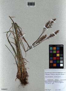 Trisetum altaicum Roshev., Siberia, Altai & Sayany Mountains (S2) (Russia)