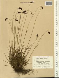 Luzula spicata (L.) DC., Caucasus, North Ossetia, Ingushetia & Chechnya (K1c) (Russia)