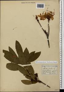 Rhododendron luteum Sweet, Caucasus, North Ossetia, Ingushetia & Chechnya (K1c) (Russia)