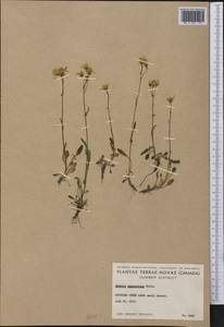 Packera paupercula (Michx.) Á. Löve & D. Löve, America (AMER) (Canada)