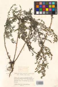 Artemisia sieversiana Ehrh. ex Willd., Eastern Europe, South Ukrainian region (E12) (Ukraine)