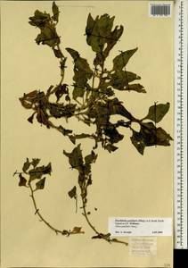Patellifolia procumbens (C. Sm. ex Hornem.) A. J. Scott, Ford-Lloyd & J. T, Africa (AFR) (Spain)