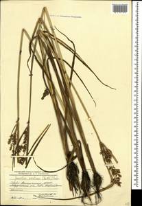 Cyperus serotinus Rottb., Caucasus, North Ossetia, Ingushetia & Chechnya (K1c) (Russia)