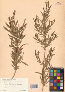 Salix songarica Andersson, Middle Asia, Muyunkumy, Balkhash & Betpak-Dala (M9) (Kazakhstan)