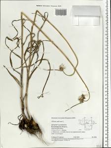 Allium sativum L., Eastern Europe, Central region (E4) (Russia)