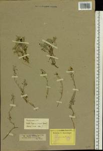 Alyssum gmelinii Jord. & Fourr., Eastern Europe, Estonia (E2c) (Estonia)