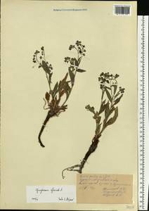 Cynoglossum officinale L., Eastern Europe, North Ukrainian region (E11) (Ukraine)
