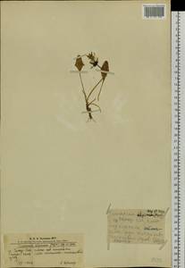 Taraxacum alpinum, Siberia, Altai & Sayany Mountains (S2) (Russia)