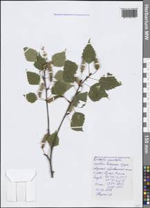 Betula pendula Roth, Crimea (KRYM) (Russia)