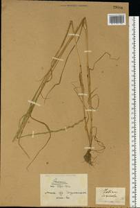 Lolium remotum Schrank, Eastern Europe, Belarus (E3a) (Belarus)