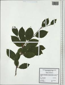 Fagus sylvatica L., Western Europe (EUR) (North Macedonia)
