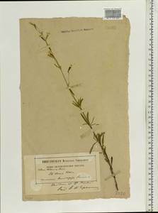 Silene tatarica (L.) Pers., Eastern Europe, Northern region (E1) (Russia)