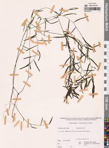 Potamogeton maackianus A.Benn., Siberia, Russian Far East (S6) (Russia)