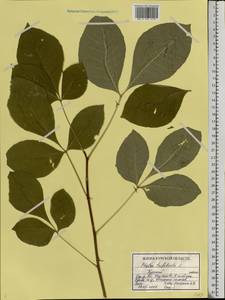 Ptelea trifoliata L., Eastern Europe, Central forest-and-steppe region (E6) (Russia)