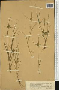 Carex bohemica Schreb., Western Europe (EUR) (Not classified)