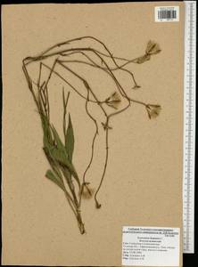 Pseudopodospermum hispanicum subsp. hispanicum, Eastern Europe, Central region (E4) (Russia)