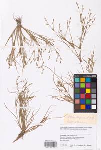 Juncus bufonius L., Siberia, Western Siberia (S1) (Russia)