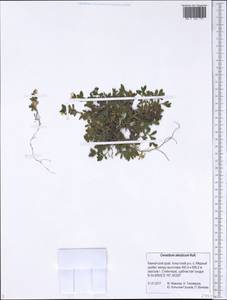 Cerastium aleuticum Hultén, Siberia, Chukotka & Kamchatka (S7) (Russia)