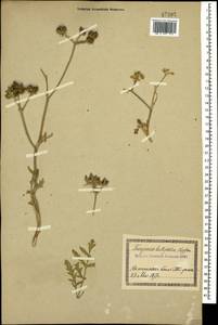 Turgenia latifolia (L.) Hoffm., Caucasus, Georgia (K4) (Georgia)