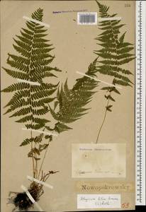Athyrium filix-femina (L.) Roth, Caucasus, Abkhazia (K4a) (Abkhazia)