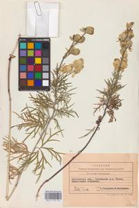 Aconitum anthora subsp. anthora, Eastern Europe, Eastern region (E10) (Russia)