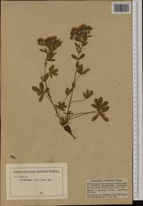 Potentilla caulescens L., Western Europe (EUR) (Austria)