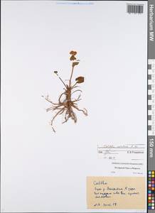 Caltha palustris var. radicans (T.F.Forst.) Beck, Eastern Europe, Northern region (E1) (Russia)