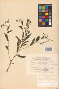 Cynoglottis barrelieri subsp. barrelieri, Eastern Europe, West Ukrainian region (E13) (Ukraine)