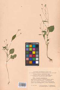 Lapsana communis L., Eastern Europe, Moscow region (E4a) (Russia)