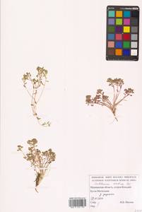 Cochlearia groenlandica L., Eastern Europe, Northern region (E1) (Russia)