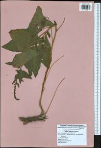 Blitum bonus-henricus (L.) Rchb., Eastern Europe, Central region (E4) (Russia)
