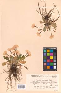 Primula vulgaris Huds., Crimea (KRYM) (Russia)