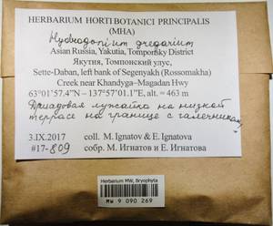 MW 9 090 269, Hydrogonium gregarium (Mitt.) Jan Kučera, Bryophytes, Bryophytes - Yakutia (B19) (Russia)