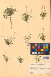 Cardamine bellidifolia L., Eastern Europe, Northern region (E1) (Russia)