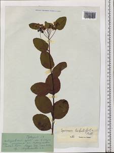 Spiraea betulifolia Pall., Siberia, Russian Far East (S6) (Russia)
