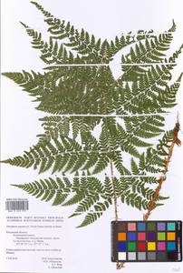 Dryopteris expansa (C. Presl) Fraser-Jenk. & Jermy, Eastern Europe, Central region (E4) (Russia)