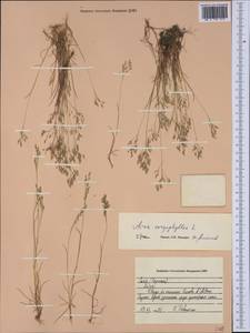 Aira caryophyllea L., Western Europe (EUR) (France)