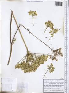 Pteroselinum austriacum (Jacq.) Rchb., Western Europe (EUR) (Italy)