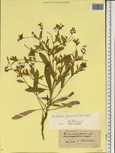 Euclidium syriacum (L.) W. T. Aiton, Eastern Europe, South Ukrainian region (E12) (Ukraine)