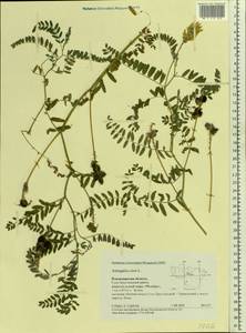 Astragalus cicer L., Eastern Europe, Central region (E4) (Russia)