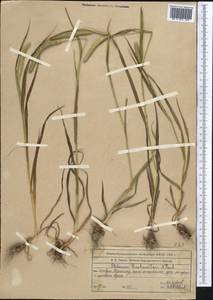 Phleum pratense L., Middle Asia, Western Tian Shan & Karatau (M3) (Kazakhstan)