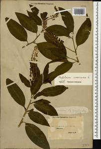 Phytolacca americana L., Caucasus, Georgia (K4) (Georgia)