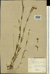 Dianthus superbus L., Eastern Europe, Northern region (E1) (Russia)