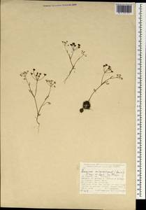 Bunium microcarpum (Boiss.) Freyn & Sint. ex Freyn, South Asia, South Asia (Asia outside ex-Soviet states and Mongolia) (ASIA) (Turkey)