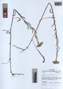 Achillea asiatica Serg., Siberia, Altai & Sayany Mountains (S2) (Russia)