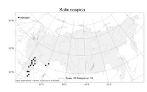 Salix caspica Pall., Atlas of the Russian Flora (FLORUS) (Russia)