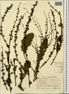 Verbascum sinuatum L., Caucasus, Abkhazia (K4a) (Abkhazia)