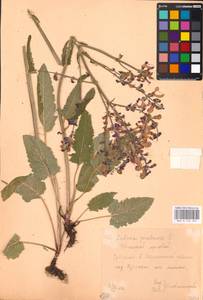 MHA 0 156 305, Salvia pratensis L., Eastern Europe, Central forest-and-steppe region (E6) (Russia)
